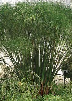 Graceful Grasses King Tut Egyptian Papyrus Cyperus Papyrus