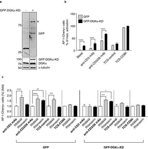 Dgkα Catalytic Activity Limits Ap 1 Transcription A Gfp Fused Kinase Download Scientific