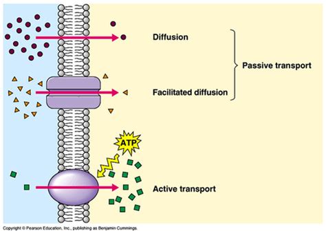 Active Transport Notes Biology Mrs Mccomas