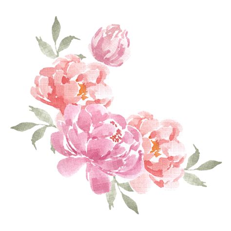 Pink And Red Peony Watercolor Flower 31762149 Png