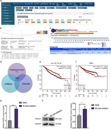 Mir 139 5p Regulates Piezo1 Expression To Modulate Radiation Induced