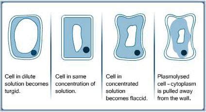 BIOLOGY ORDINARY LEVEL NOTES: PLASMOLYSED PLANT CELL