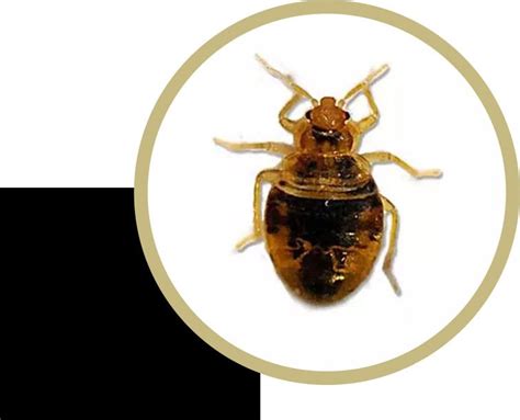 Seattle Bed Bug Exterminators Bed Bug Treatments