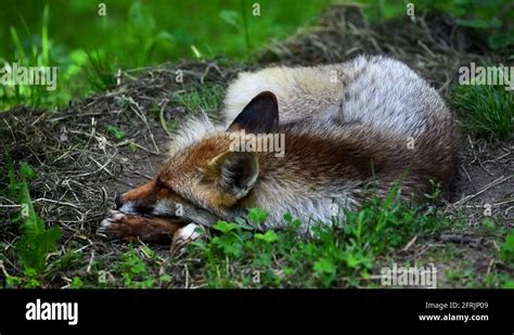 Curled Up Fox Stock Videos And Footage Hd And 4k Video Clips Alamy