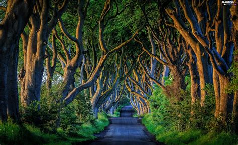 Way, County Antrim, viewes, Beech Alley Dark Hedges, Northern Ireland ...