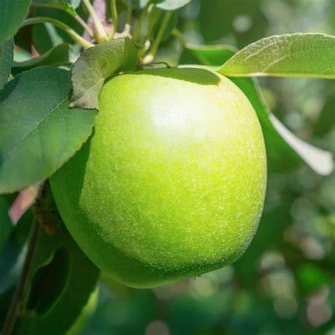 Premium Photo | Green apple on the tree, apple tree