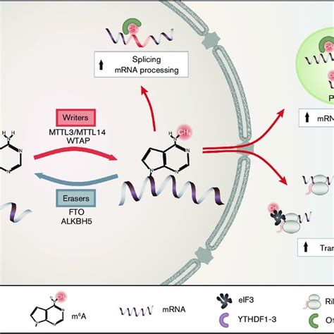 Pdf M6a Rna Methylation A New Hallmark In Virus Host Interactions