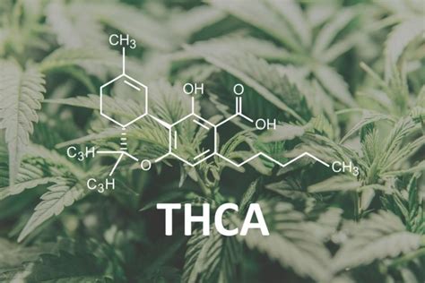 Thca Vs Thc What S The Difference Realize Pure Global Inc