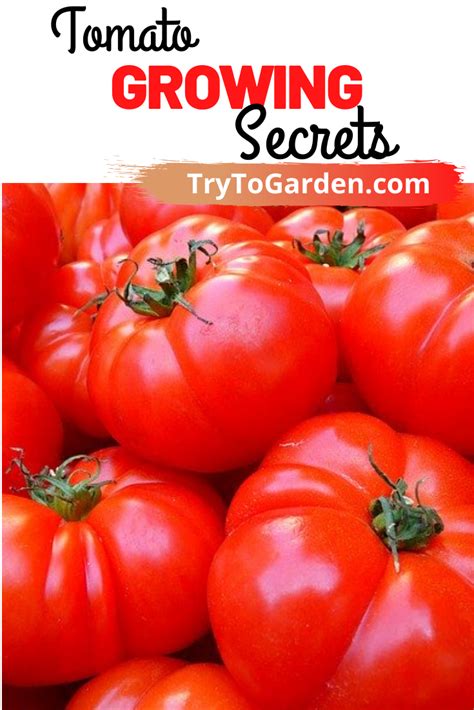 Tomato Growing Secrets To Avoid All Ripening At Once Try To Garden