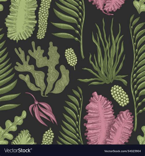 Seaweed Seamless Pattern Hand Drawn Seaweeds Vector Image