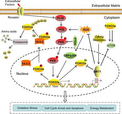 Frontiers Expression Regulation And Physiological Role Of