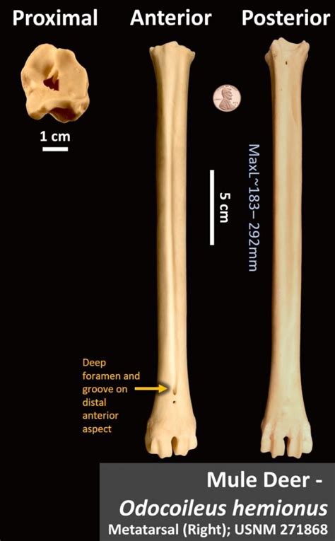 Mule Deer Metatarsal Osteoid Bone Identification