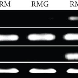 Effects Of Dcr On Il And Il Ra Regulation On Rankl Induced