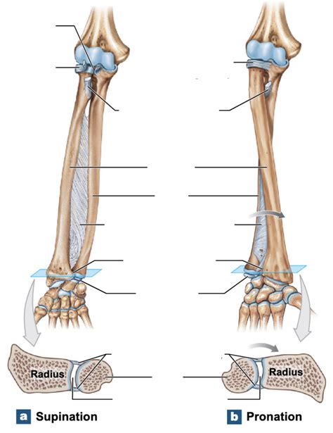 joints of arm Diagram | Quizlet