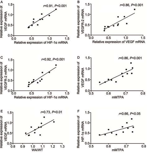 Correlation among the mRNA expression of HIF 1α VEGF VEGFR 2 vessel