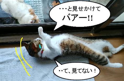 動くイラストと猫漫画：猫漫画 306「先輩をおちょくる後輩猫」