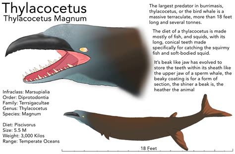 Marsupial Whale, if anyone wants to ask any questions about the first period of burrimasis, all ...