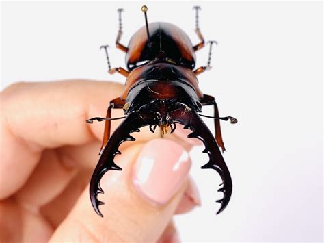 African Stag Beetle Prosopocoilus Savagei Unmonted For Etsy