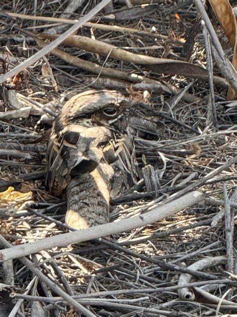 Nesting Common Pauraque : r/birding