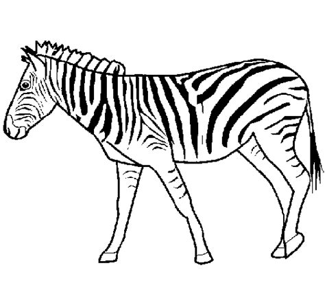 Disegno Di Zebra Da Colorare Acolore