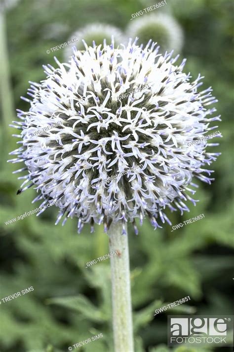 Echinops Sphaerocephalus Arctic Glow Stock Photo Picture And Rights