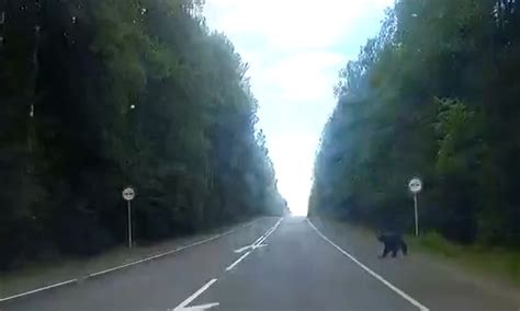 Медведь бегает под Петрозаводском