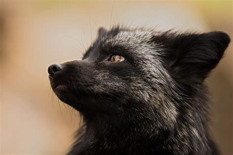 Silver Fox Animal