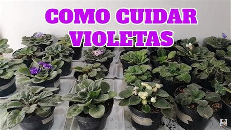 Como Cuidar Violetas Africanas Chuyito Jardinero YouTube