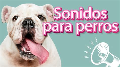 🔉 Sonidos Para Perros Para Que Tu Perro Mueva La Cabeza Youtube