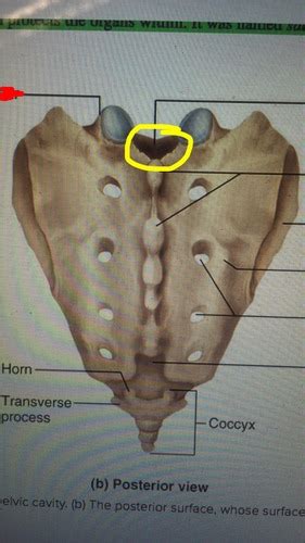 Sacral vertebrae Flashcards | Quizlet