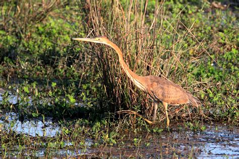 Purple Heron On The Wetland Pixahive