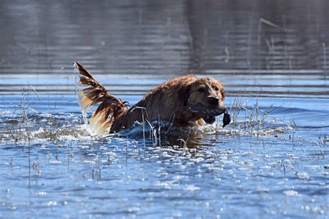 Windmill Farms Golden Retrievers Puppy Page