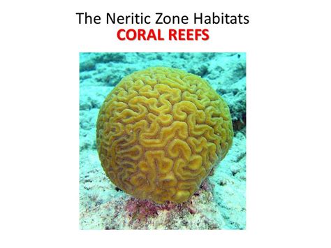 Neritic Zone Coral Reefs