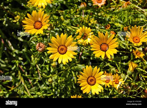 Yellow And Orange Namaqualand Daisies Stock Photo Alamy