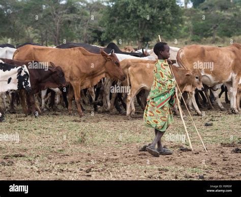 Maasai Cattle Stock Photos & Maasai Cattle Stock Images - Alamy