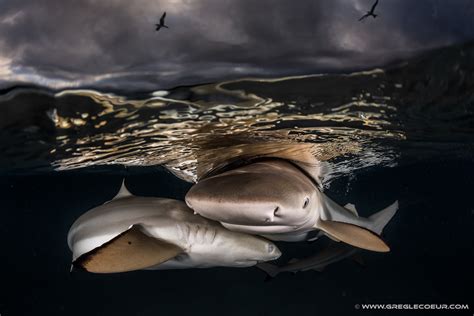 Black Tip Reef Shark Carcharinus Melanopterus Topdive