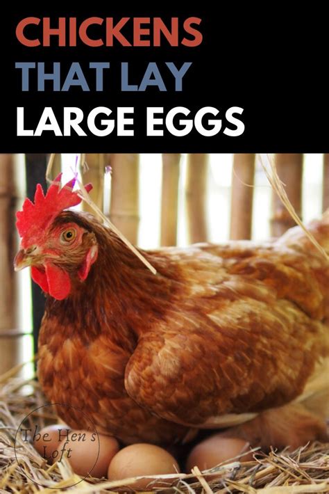 Top 5 Breeds Of Chickens That Lay Large Eggs The Hens Loft Egg Laying Chickens Laying