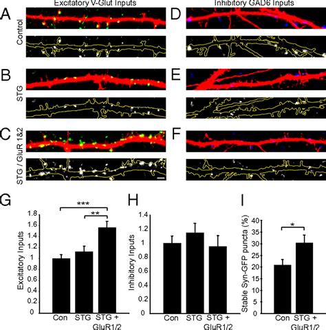 Regulation Of Synaptic Stability By Ampa Receptor Reverse Signaling Pnas