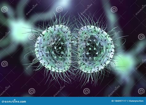 Bacteria Neisseria Meningitidis Stock Illustration Illustration Of