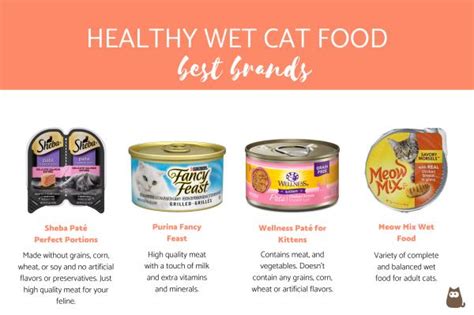 The Best Wet Foods For Your Kitten In 2023