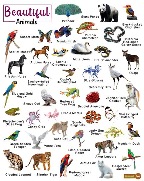 Forest Animals: List Of Animals That Live In The Forest, 43% OFF