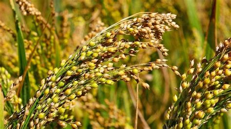 Millet | plant | Britannica