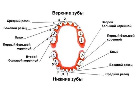 Зубные ряды: строение