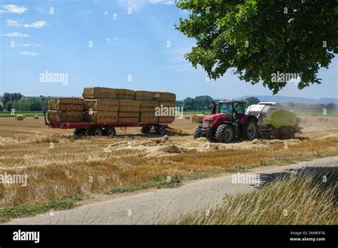 Grain Harvest With Tractors Baling And Loading Of Hay Bales Near