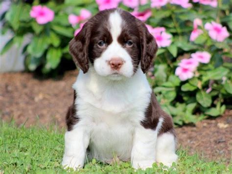 English Springer Spaniel Puppies for Sale - Keystone Puppies