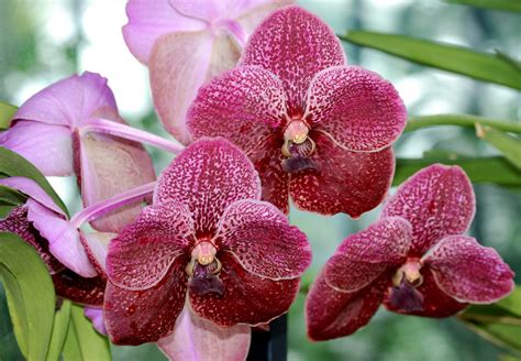 Banco De Imagens Flor Plantar Flor Pétala Botânica Flora Orquídea Fechar Se Adorável