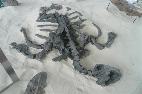 Paleontología en Colombia Desmatochelys padillai una nueva especie de