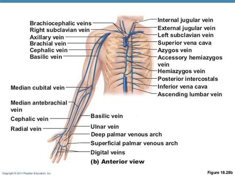 Pictures Of Brachial Vein