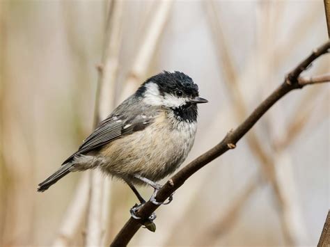 Black and White Birds in the UK (Identification Guide) | Bird Fact