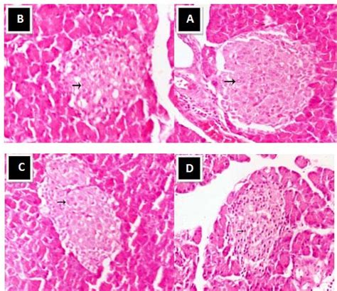 Pancreas Histopathology A Normal Control Rat Pancreas Showing Normal